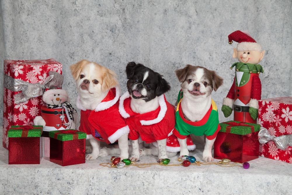 Christmas Decoration Dog