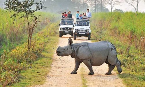 How to Prepare for Your First Wildlife Safari in India